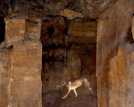 labyrinthine disused stone mines, Waterfoot & black dog, still from film 'Hinengrabe', commissioned by Horse and Bamboo Theater Company, Rossendale, 2008